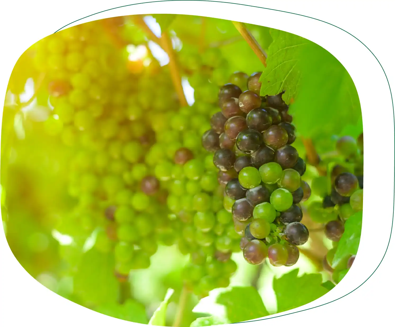 Grapes