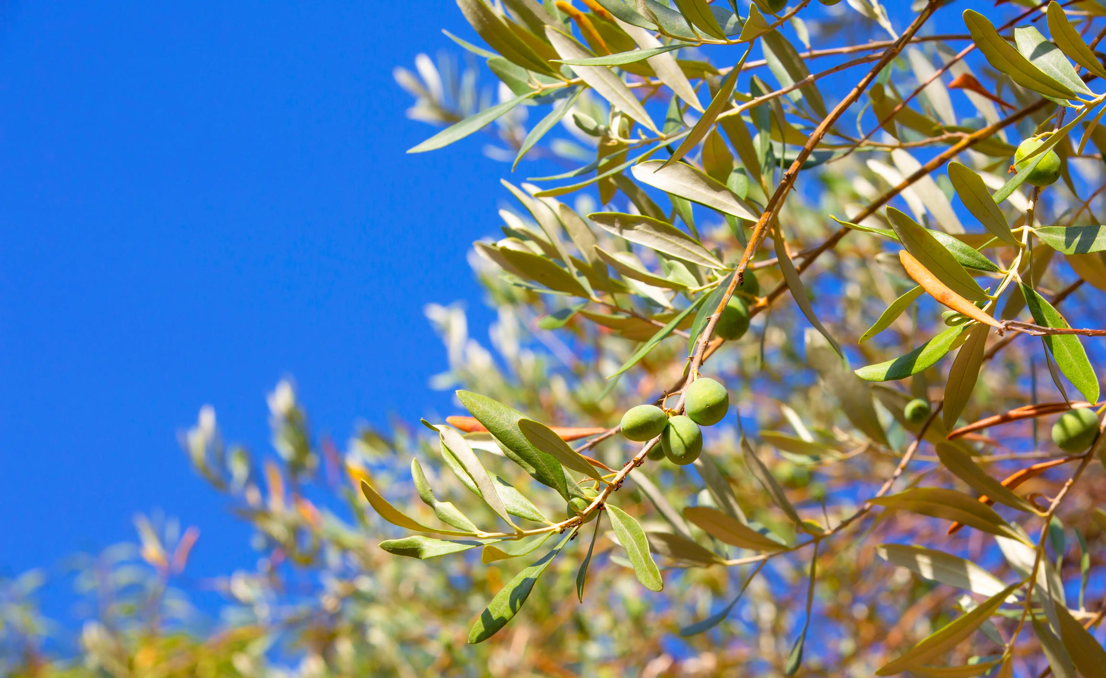 Olive branch and blue sky
