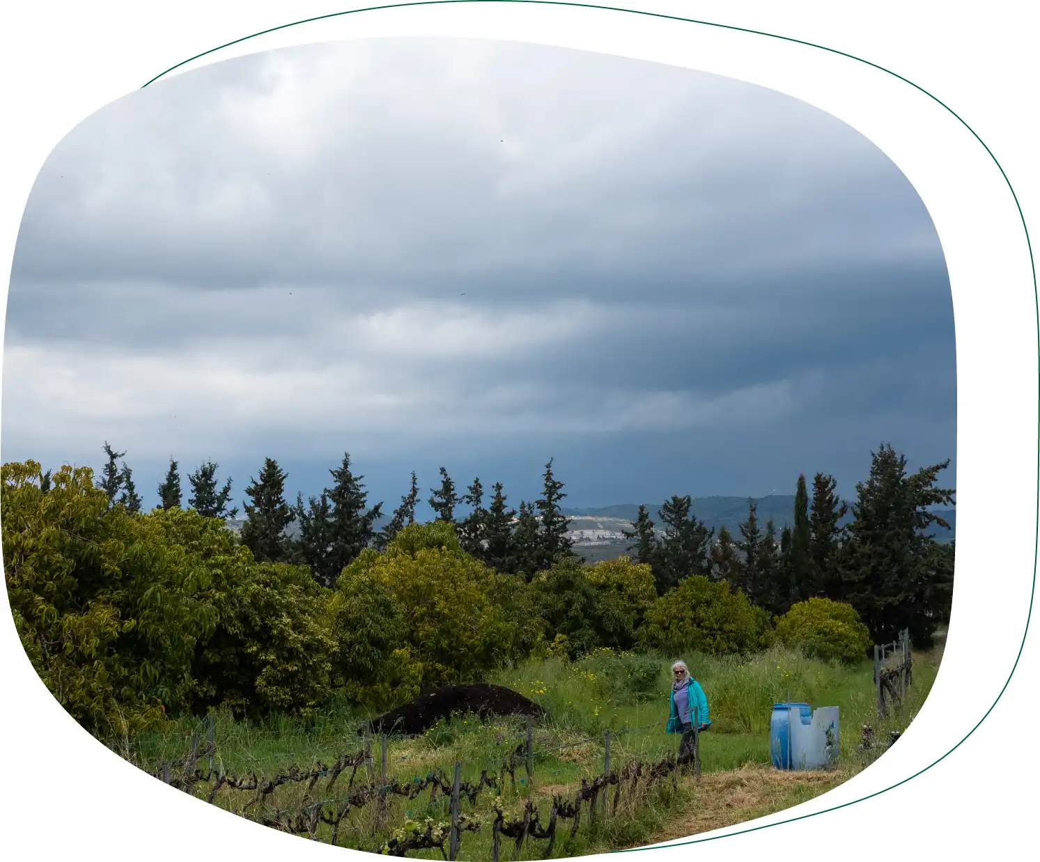 The field of Paphos Green Goddess