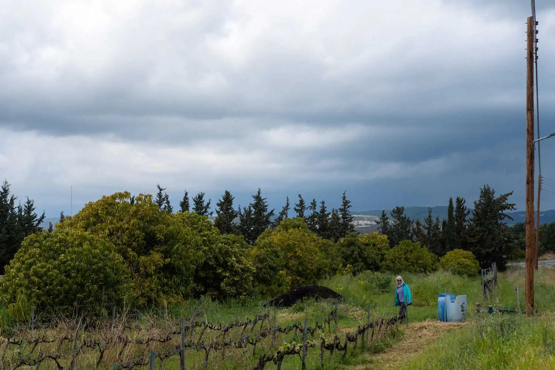 The permaculture field of Paphos Green Goddess